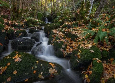 A stream jumps between moss covered stones Stock Photos