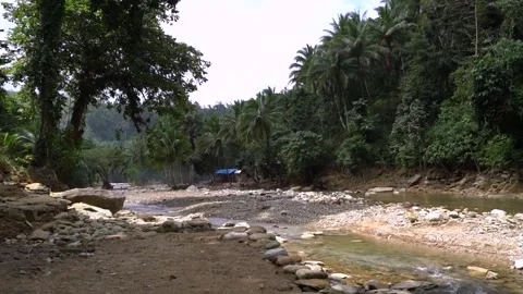 Stream In The Jungle Clip0177 Stock Footage 243952847