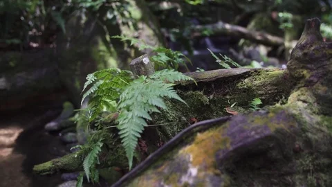 Stream in the jungle Stock Footage 74166277