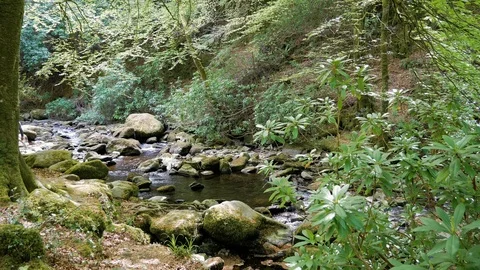 Stream in Killarney National Park. Ring of Kerry in Ireland Stock Footage 86109384
