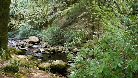 Stream in Killarney National Park. Ring of Kerry in Ireland Stock Footage 86111457