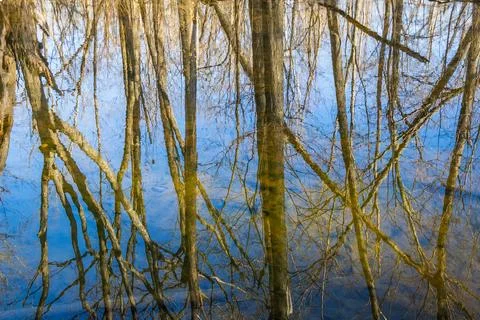 A stream in a late fall forest that is barren of all of its 写真素材