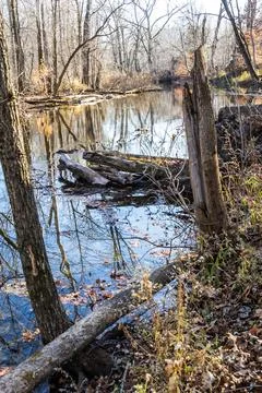 A stream in a late fall forest that is barren of all of its Photos