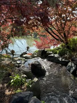Stream Leading into Pond 库存照片
