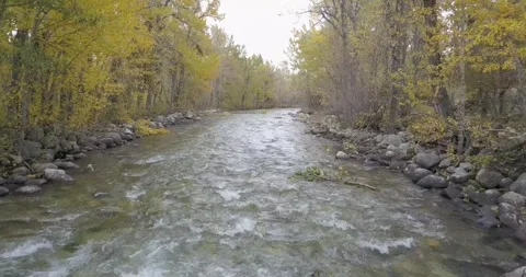 Stream Lined in Beautiful Yellow Fall Foliage, Aerial Drone Shot Stock Footage 281768262