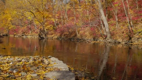 A stream with a lot of leaves on the ground Stock Footage 323412182