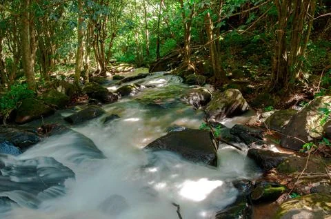 Stream in Lush Forest Foto stock