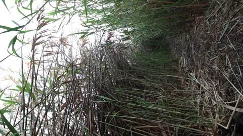 A stream from Ma'in that originates between dense red reeds in the Einat Tz.. Stock Footage 242923030