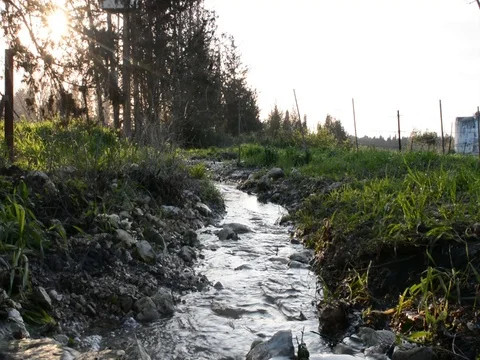Stream in Meadow 1080 30 AUDIO Stock Footage 84829544
