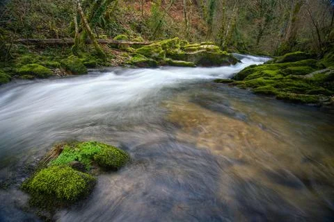 A stream meanders between moss covered stones Stock Photos