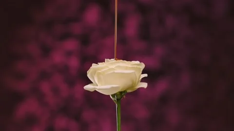 Stream of melted milk chocolate is poured onto a white rose flower. Petals are Stock Footage 148356963