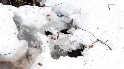 The stream melts snow in the spring Stock Footage 127648655