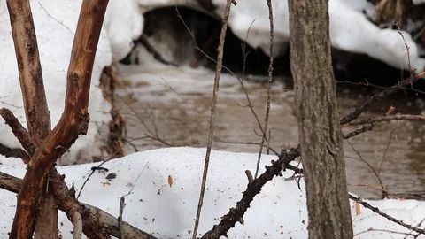 The stream melts snow in the spring Stock Footage 127712988