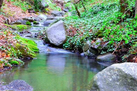 A stream in the middle of the forest Stock Photos