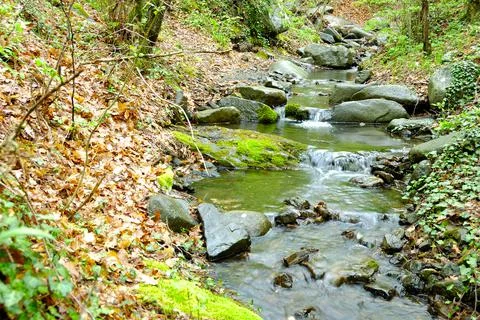 A stream in the middle of the forest Stock Photos