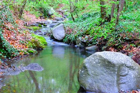 A stream in the middle of the forest Stock Photos