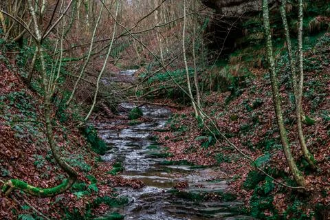 Stream in the middle of the forest.forest landscape with a stream. Stock Photos