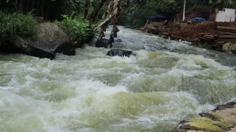 Stream in the middle of a pine forest Stock Footage 249249677