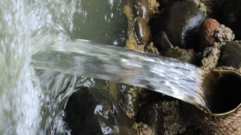 Stream in the middle of a pine forest Stock Footage 249252686
