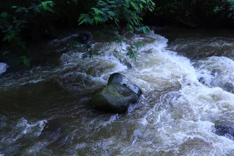Stream in the middle of a pine forest Stock Photos