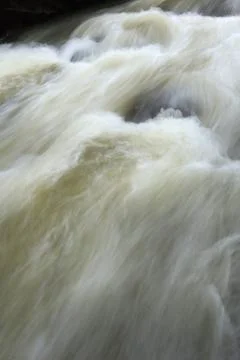 Stream in the middle of a pine forest Stock Photos
