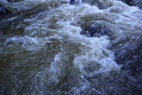 Stream in the middle of a pine forest Stock Photos
