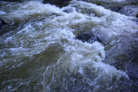 Stream in the middle of a pine forest Stock Photos