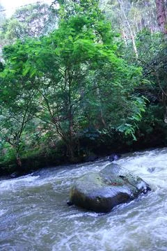 Stream in the middle of a pine forest Stock Photos