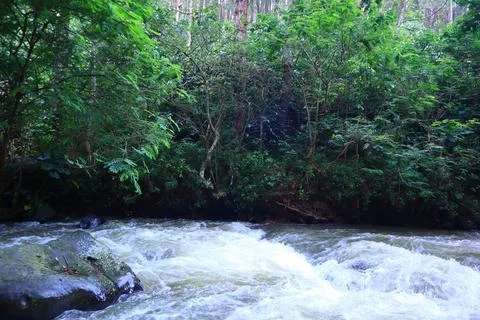 Stream in the middle of a pine forest Stock Photos