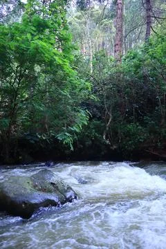 Stream in the middle of a pine forest Stock Photos