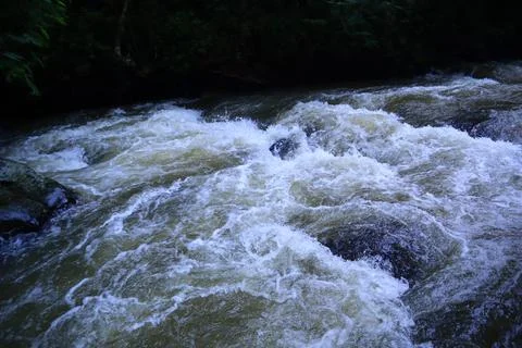 Stream in the middle of a pine forest Stock Photos