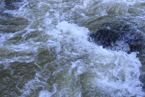 Stream in the middle of a pine forest Stock Photos