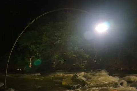 Stream in the middle of a pine forest Stock Photos
