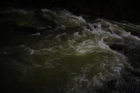Stream in the middle of a pine forest Stock Photos