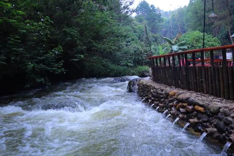 Stream in the middle of a pine forest Stock Photos
