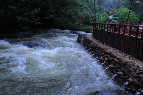 Stream in the middle of a pine forest Stock Photos
