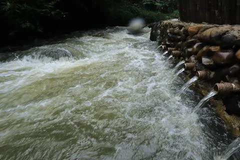 Stream in the middle of a pine forest Stock Photos