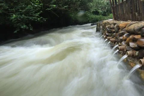 Stream in the middle of a pine forest Stock Photos