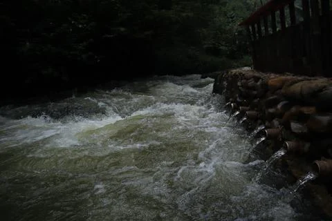 Stream in the middle of a pine forest Stock Photos