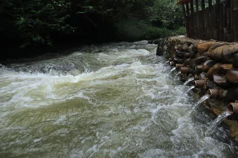 Stream in the middle of a pine forest Stock Photos