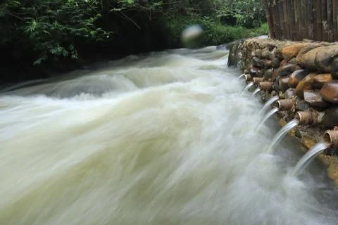 Stream in the middle of a pine forest Stock Photos