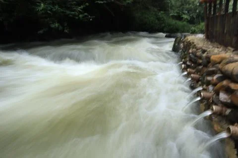 Stream in the middle of a pine forest Stock Photos