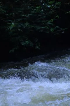 Stream in the middle of a pine forest Stock Photos