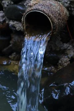 Stream in the middle of a pine forest Stock Photos
