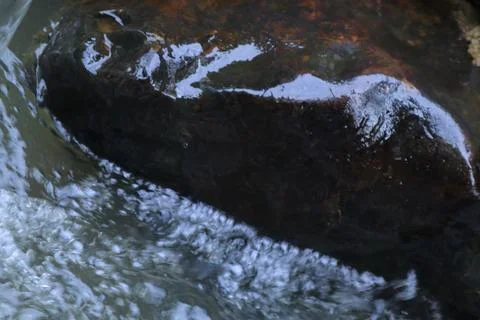 Stream in the middle of a pine forest Stock Photos