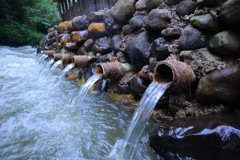 Stream in the middle of a pine forest Stock Photos