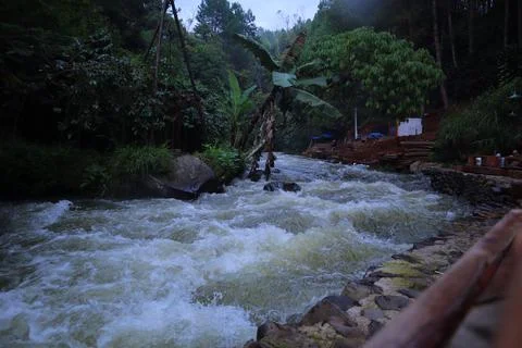 Stream in the middle of a pine forest Stock Photos