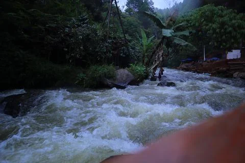 Stream in the middle of a pine forest Stock Photos