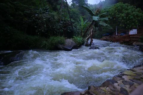 Stream in the middle of a pine forest Stock Photos