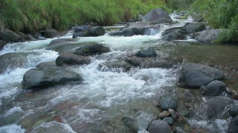 A stream in the middle of the rainforest Stock Footage 238860419